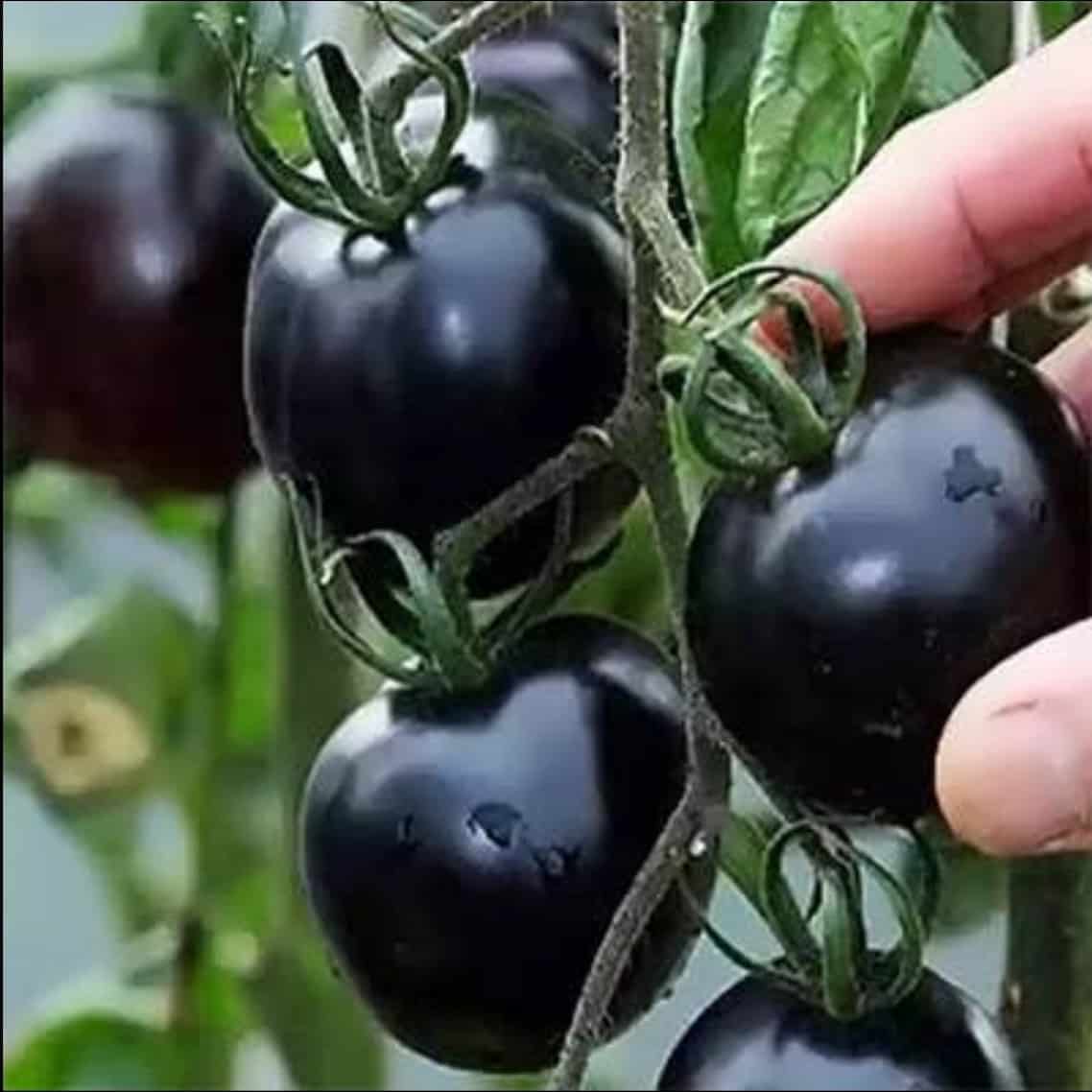 نشا گوجه فرنگی سیاه با قدرت ریشه زایی و سازگاری بالا